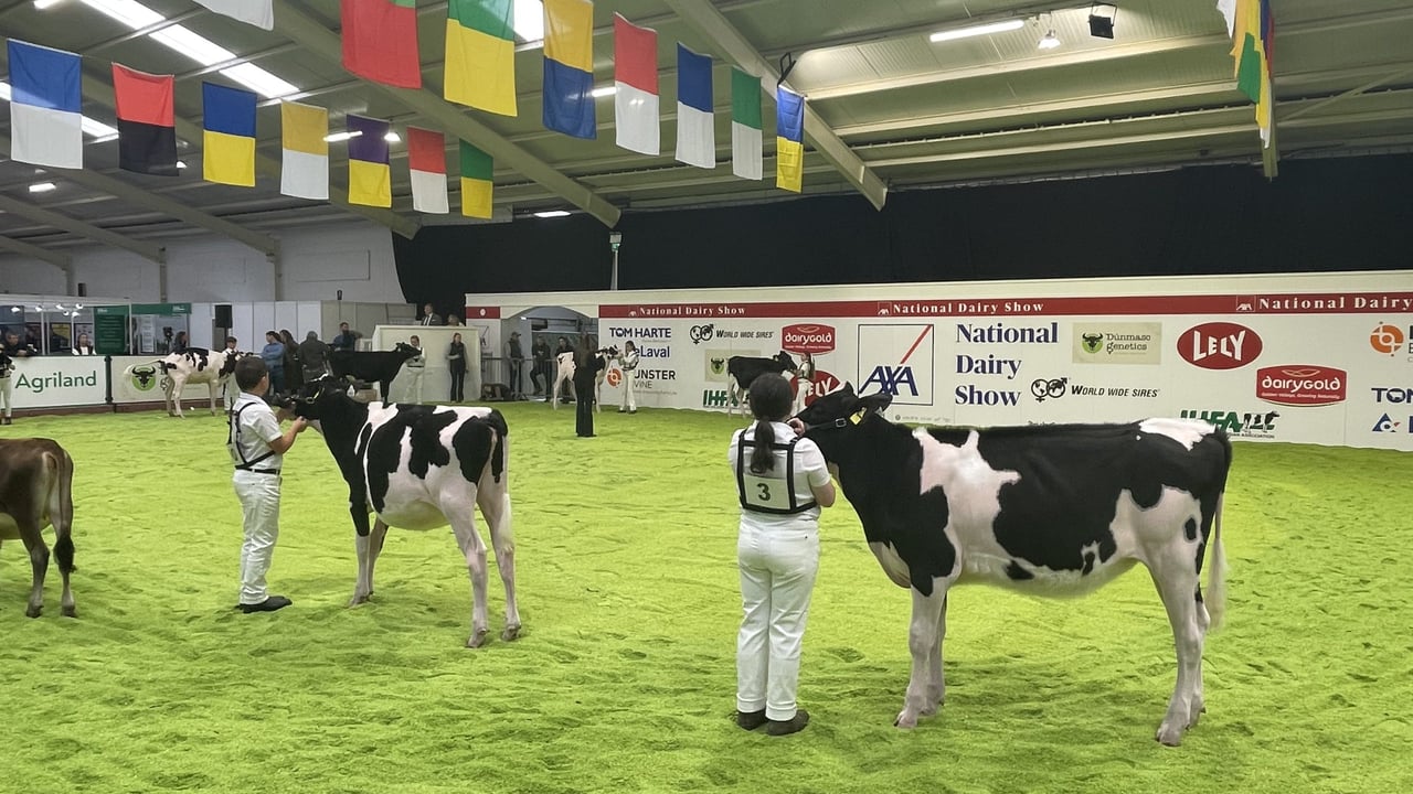 Watch: AXA National Dairy Show 2025 underway in Cork
