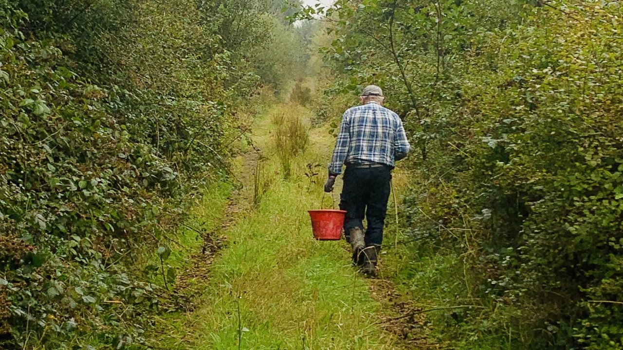 Photo competition looking for entries that capture 'natural beauty' of Irish hedgerows