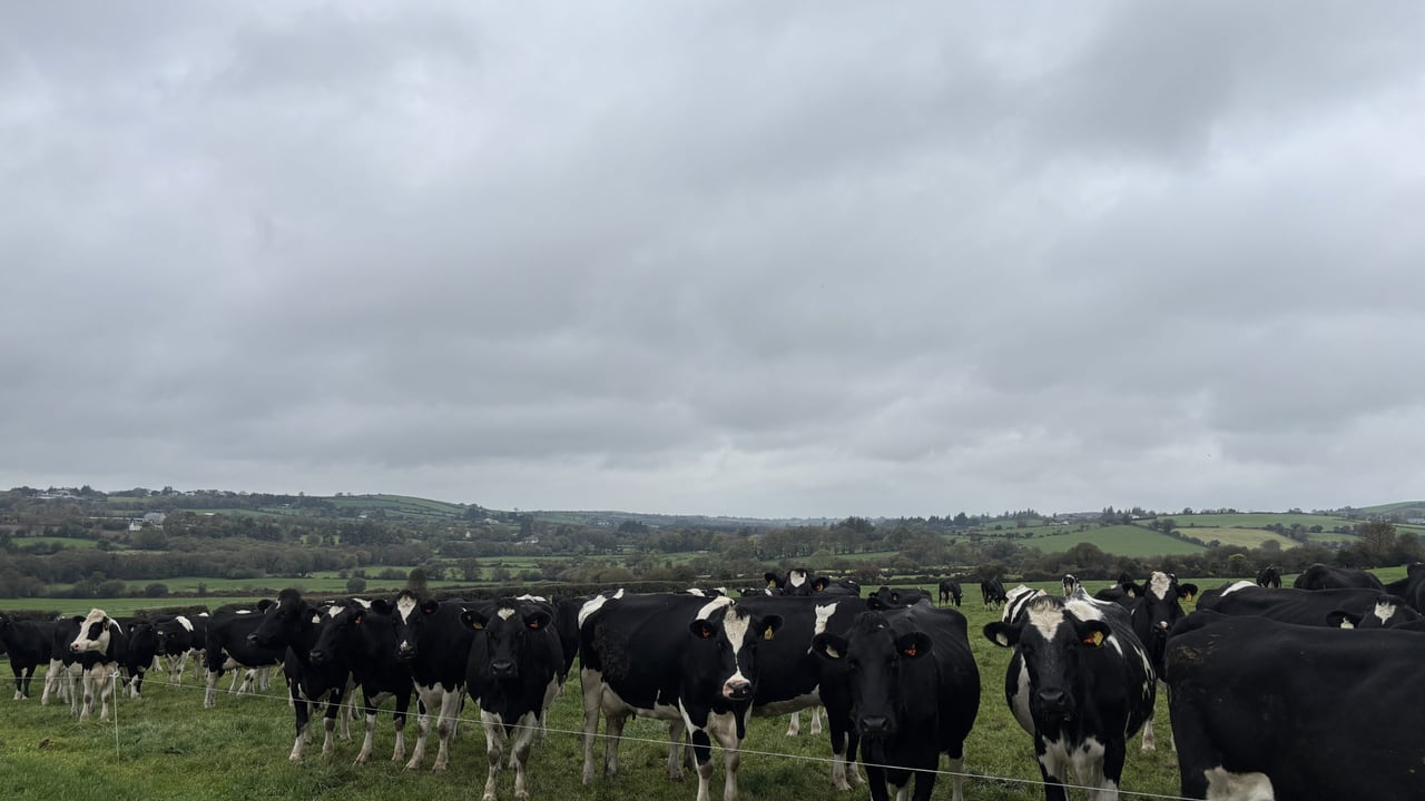 Dairy focus: Improving margins by maximising nitrogen efficiency