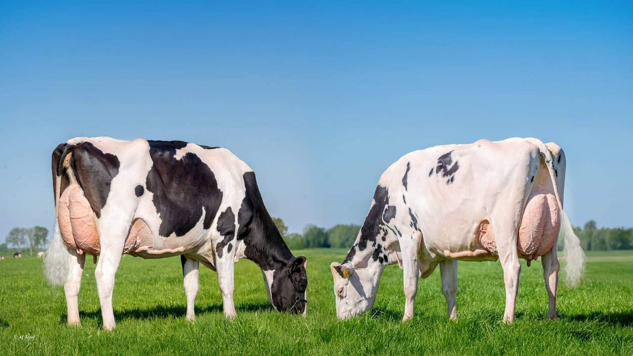 Dunmasc Genetics returns as Platinum Sponsors of AXA National Dairy Show