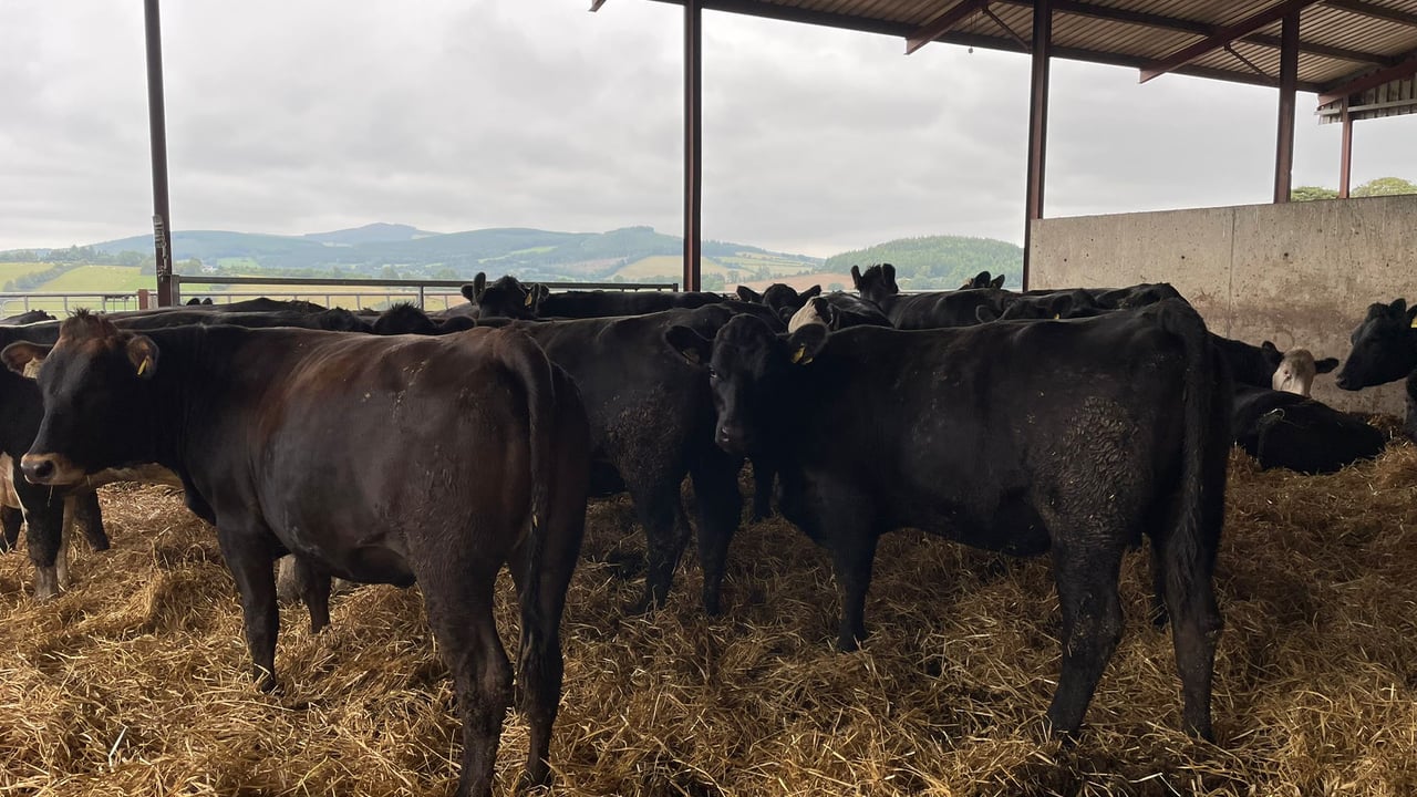ABP Demo Farm: Kill out results and cattle performance update