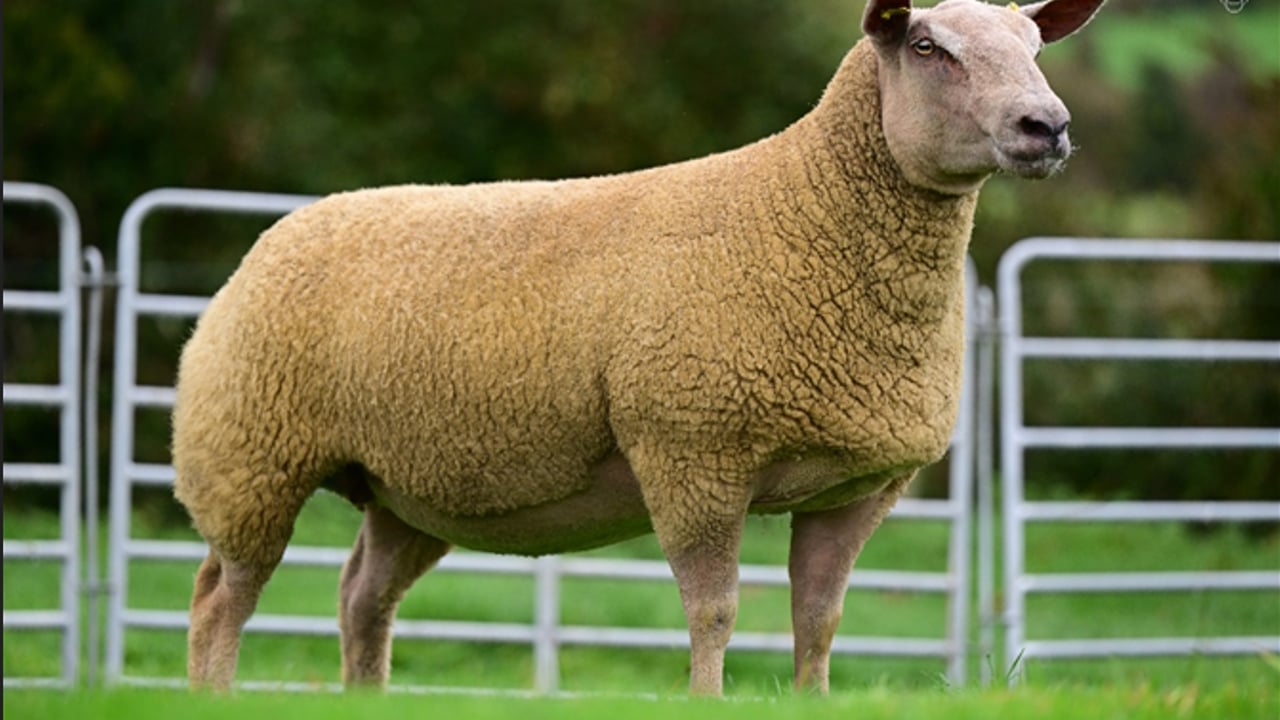 Lot 38 in the sale from the Rockdale Flock