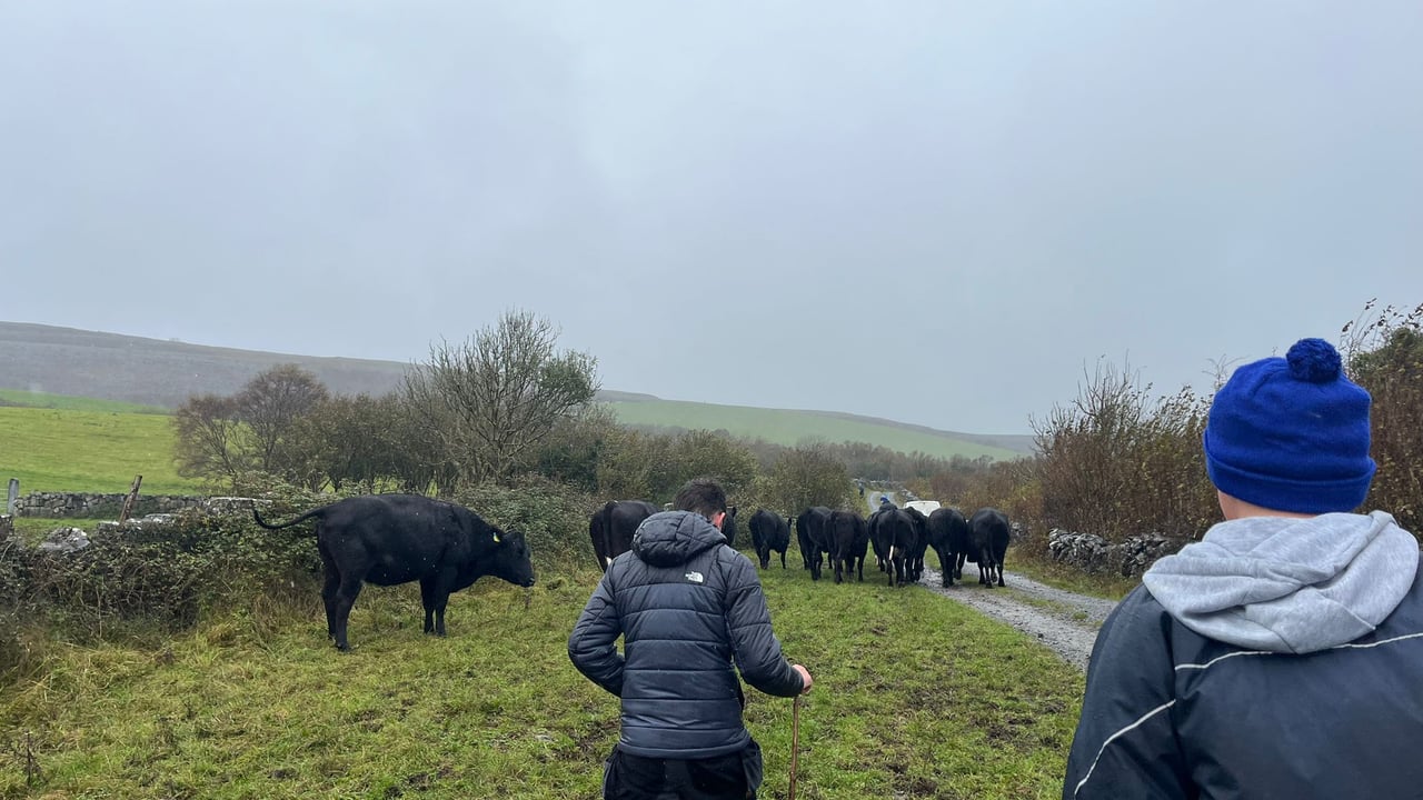 Frank McCormack's Wagyu cattle being led up to the Burren winterage 