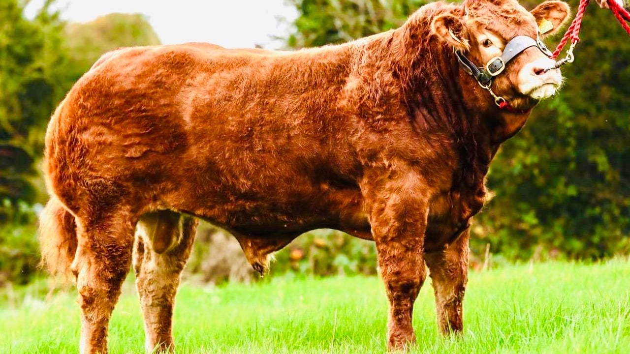 Karol and John Connell from Oldcastle, Co. Meath have confirmed the sale of their champion bull Carrickmore Vantheman to a UK herd