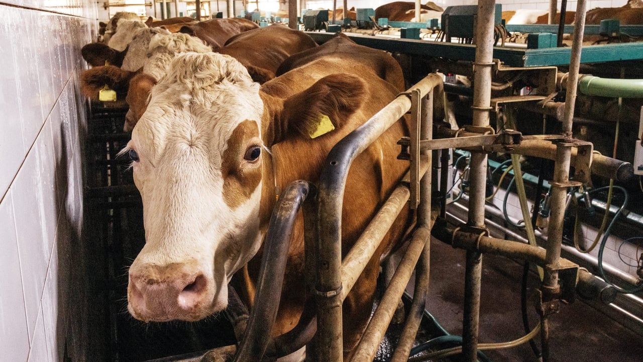 Farmer suffered '€10,500' loss because of TB compensation system - senator