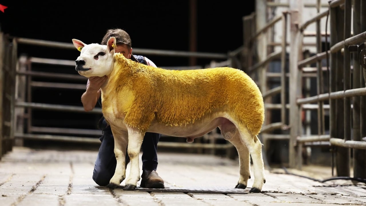 The Champion came from the McHugh pen and the ram took the top price of 5,000gns at the second Irish Texel premier
