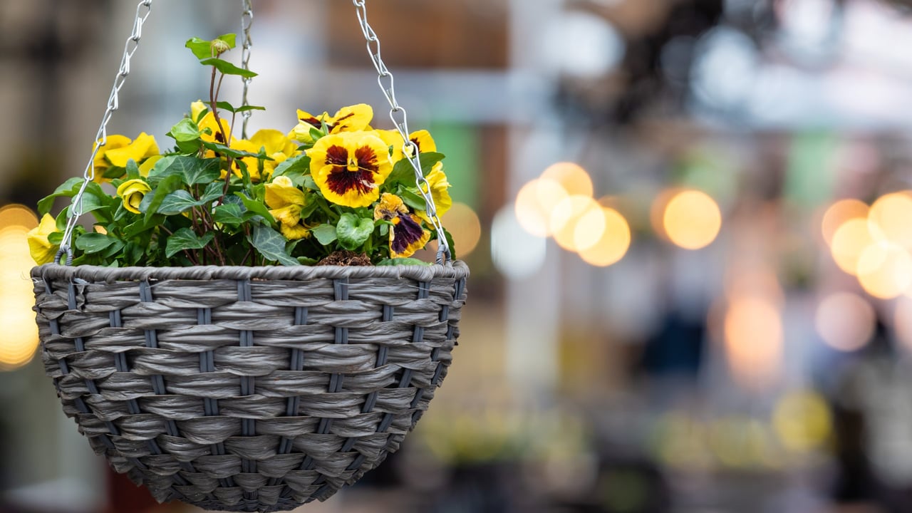 pot with colorful pansy flowers hanging  in the exterior of the street cafe