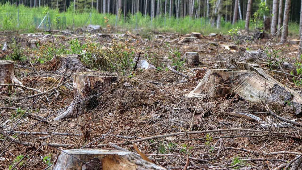 Green Party calls for urgent action on illegal felling in Co. Cork