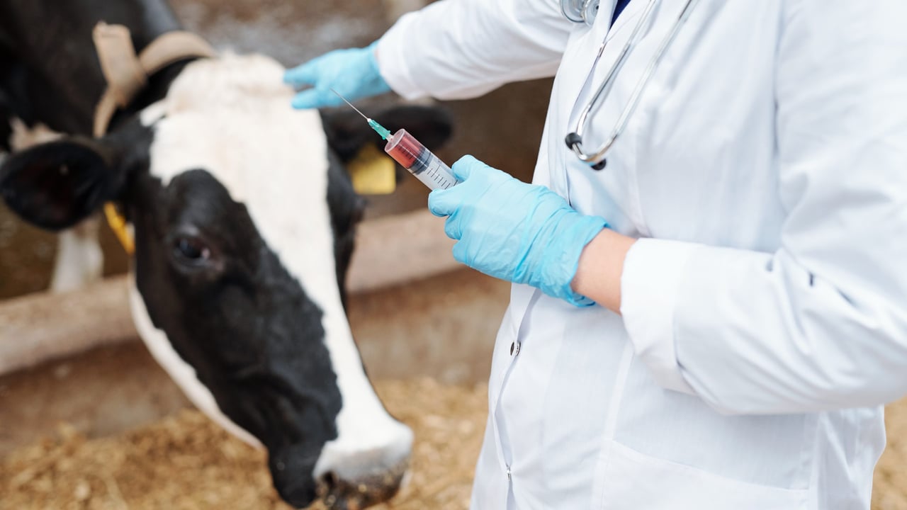 New consultation on proposed fees for 2026 vet medicinal products