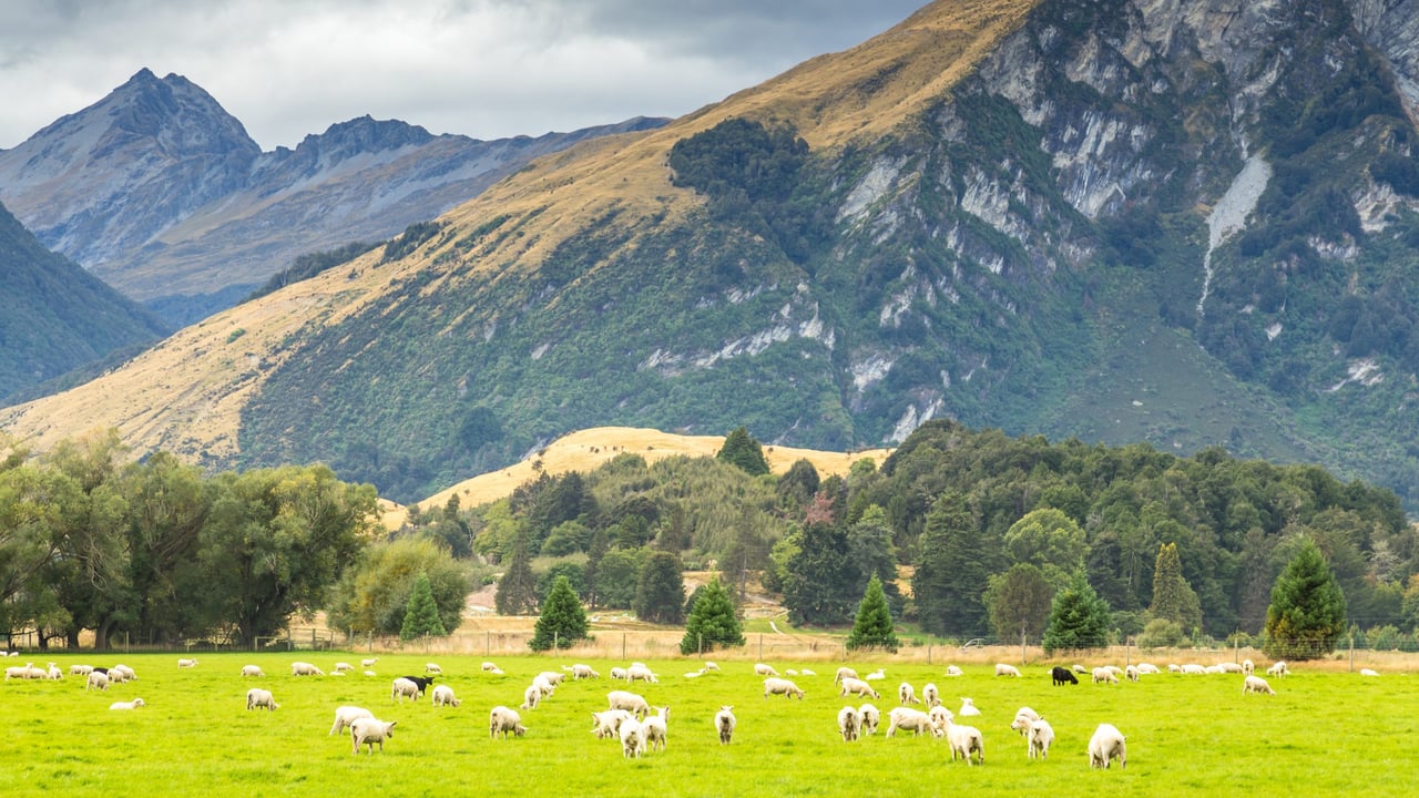Dawn Meats NZ deal is a 'win-win for Irish farmers' - chief executive