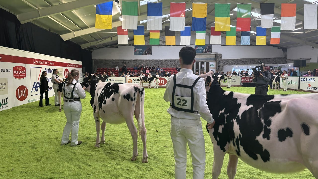 AXA National Dairy Show: Results from day one