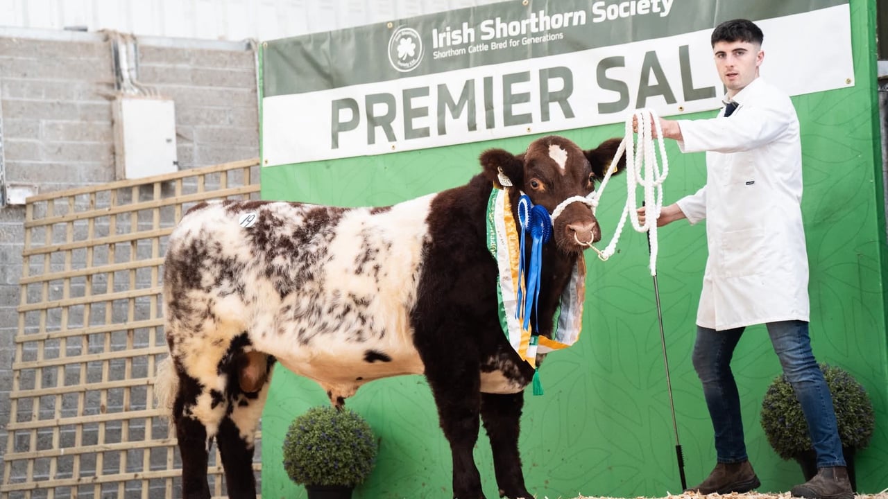 Reserve Champion Male Rockville Ramsey 567 owned by the Dockery Family from Co. Roscommon sold for €7,100