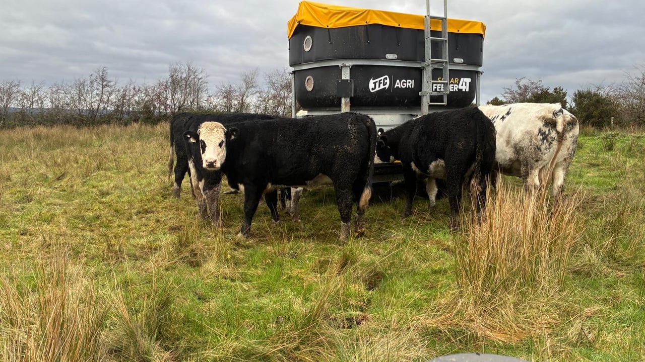 ABP Monitor Farm: Update from Sligo suckler-beef and sheep farm