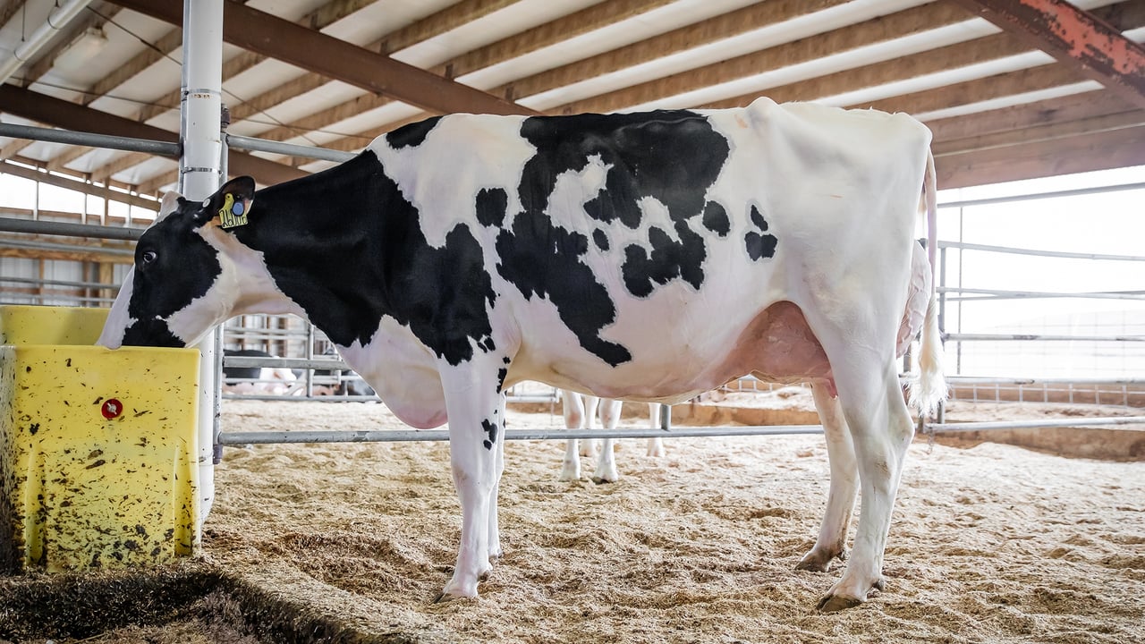 AOT Deluxe Hi-Lighted, the dam of the extremely popular young Holstein sire: Beyond Hi-Praise