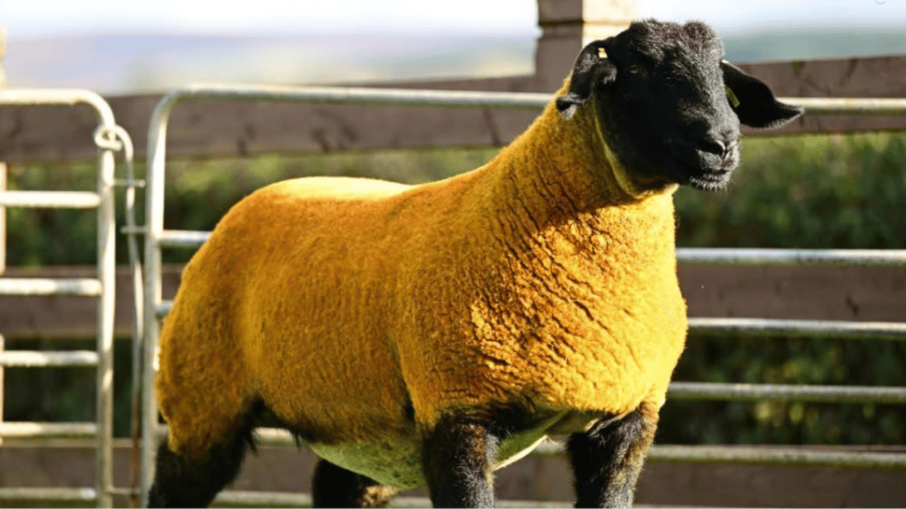 Shearling ewe from the Rossbrook flock that sold for 11,000gns. Source Alfie Shaw