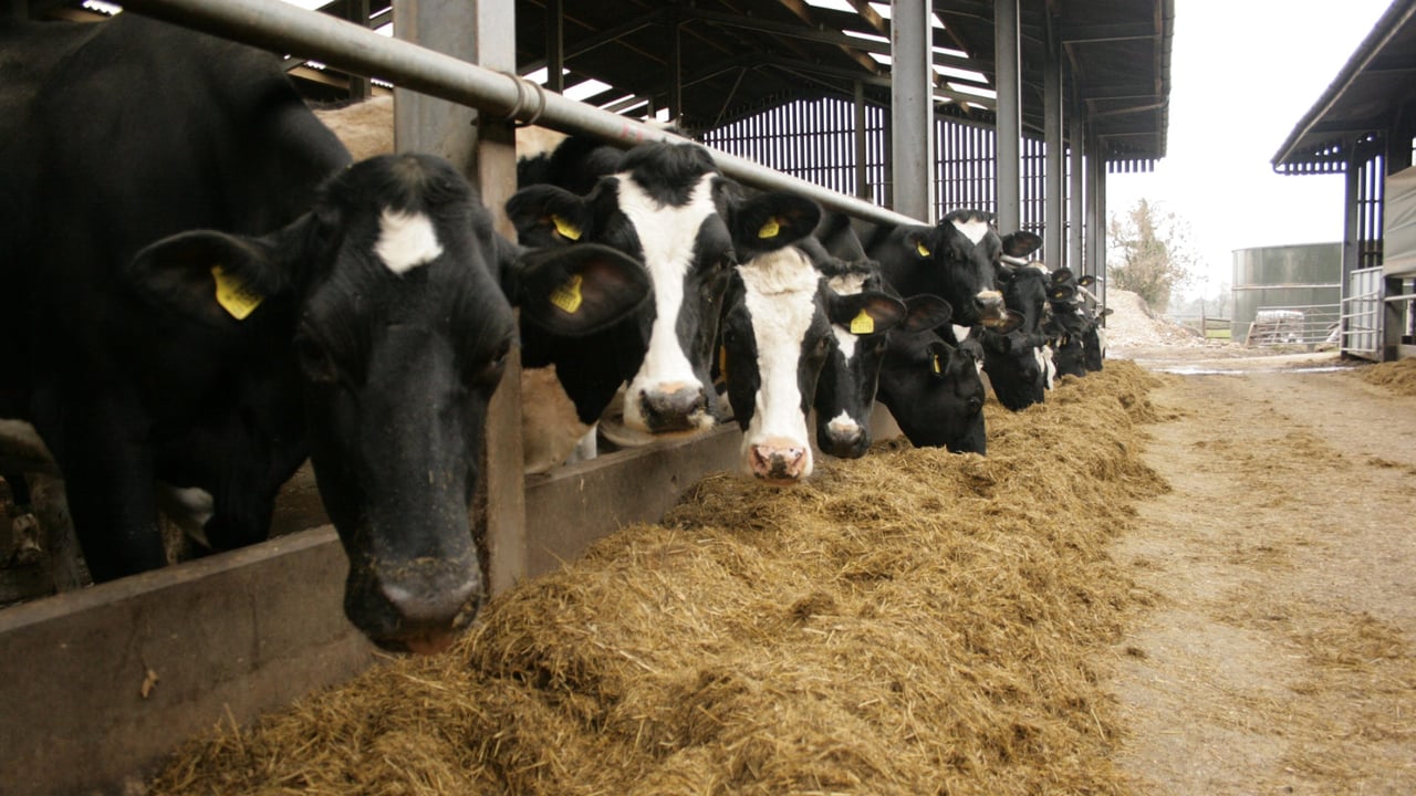 Beat the Parasites Series: Rethink worm control in dairy cows