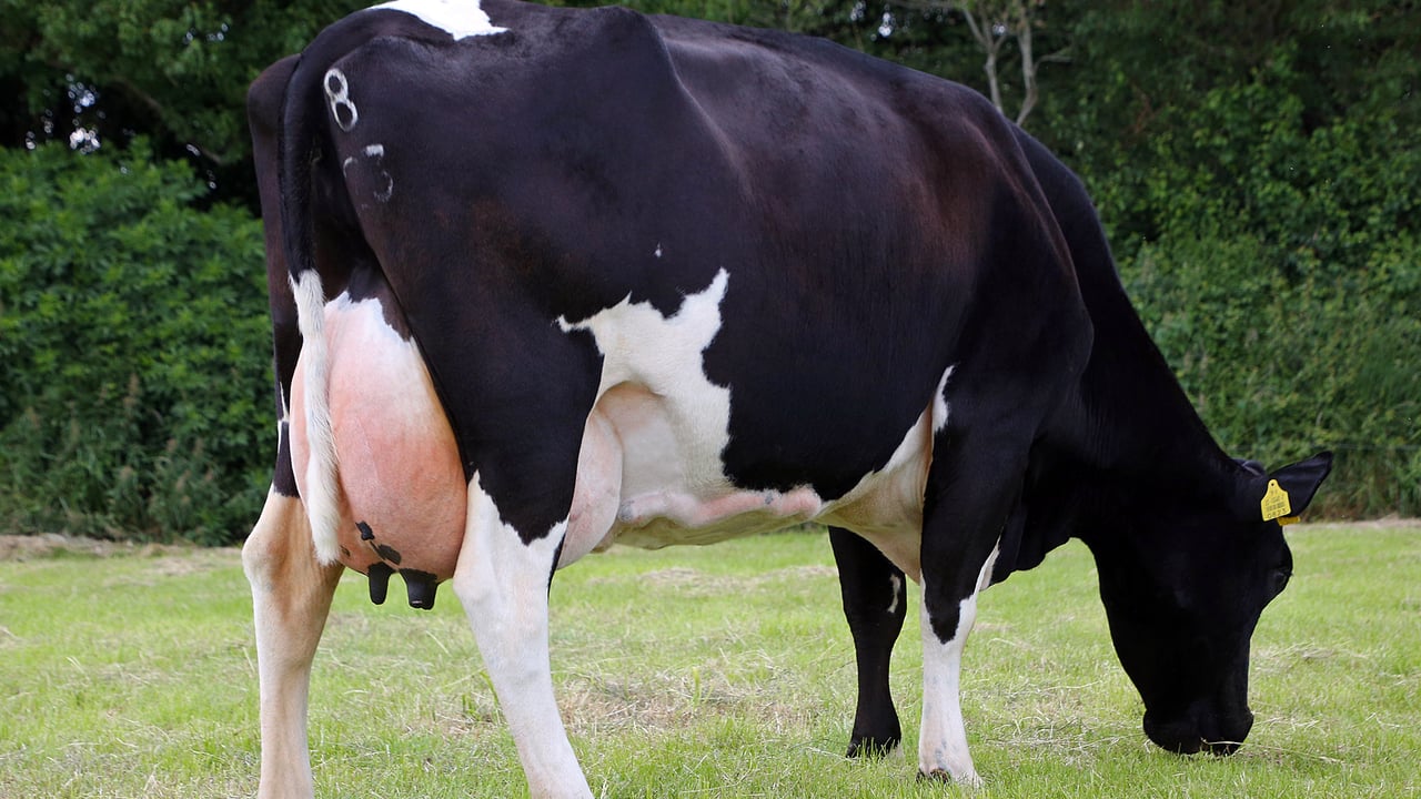 Barrowvale Dheaty 76. Source: Irish Pure Friesian Club. Image: Maria Kelly