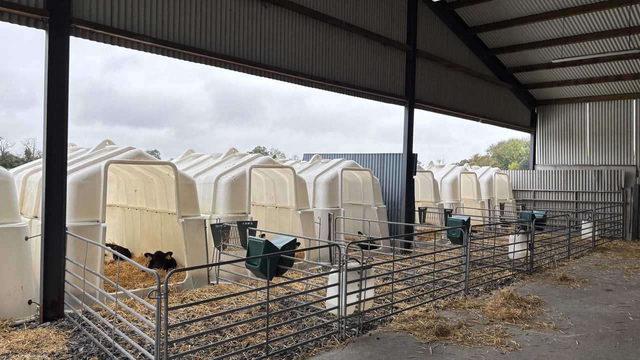 Watch: Rearing autumn and spring-born calves in group hutches