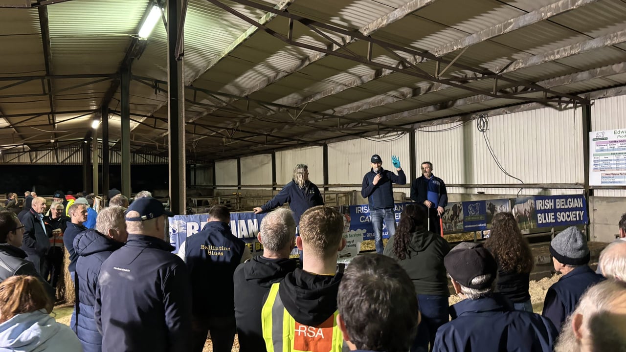 Large crowds attended the Irish Belgian Blue Cattle Society open evening  on the farm of Edward Thompson
