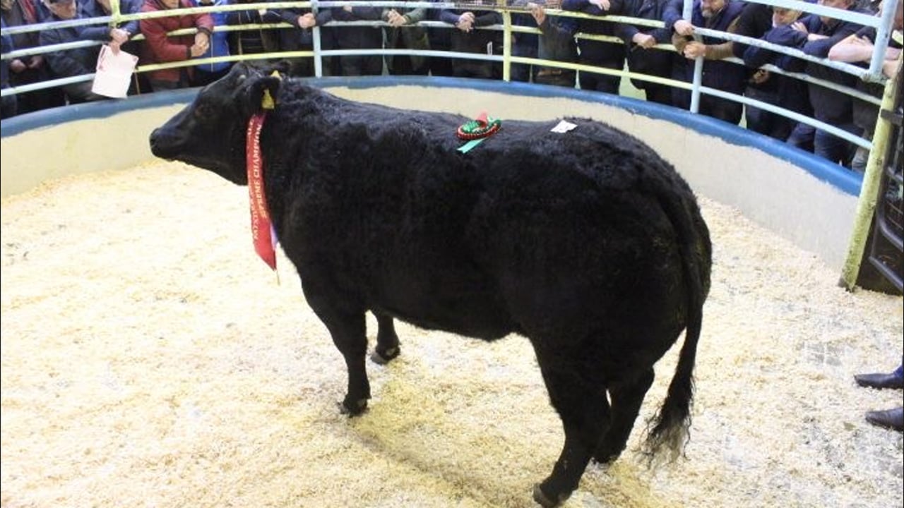 This Belgian Blue heifer weighed 780kg and sold for €4,850