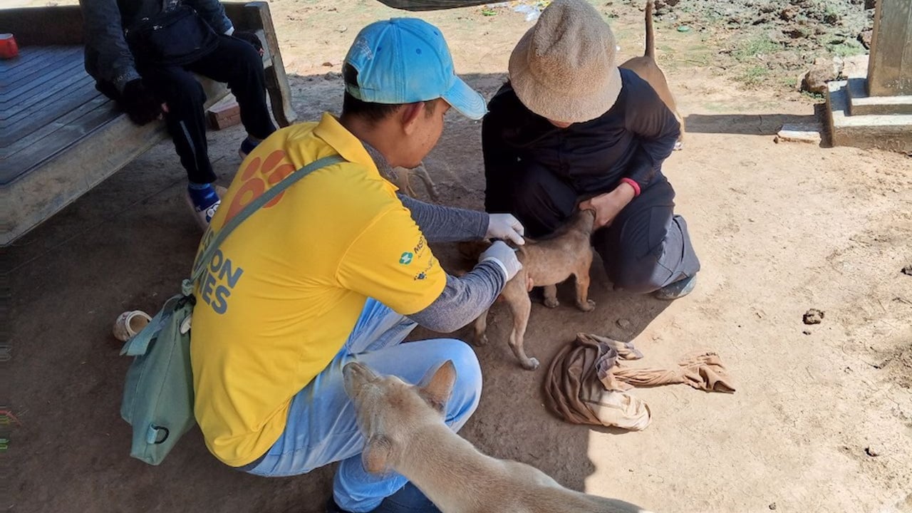 The WVS vaccination team administering rabies vaccinations