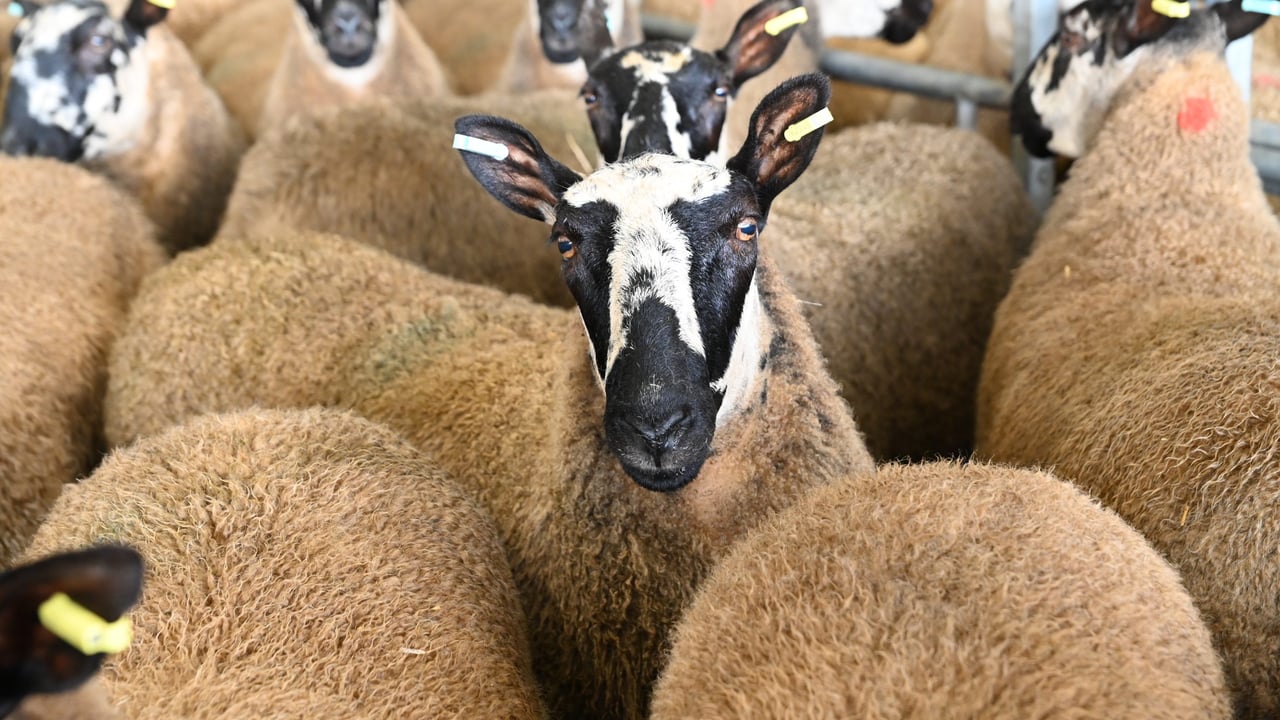 Image source: Livestock Auctioneers' Association