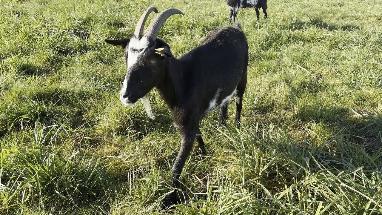 Building a goat farm with no farming background