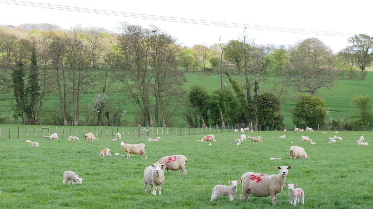 Beat the Parasites Series: Requirements of new prescription rules for wormers