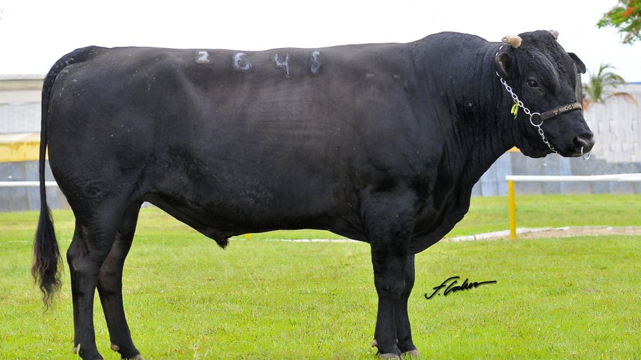 'Wagyu genetics are expected to play an increasingly strategic role in value-added beef chains' in Brazil, according to Brazilian-based beef genetics company Guidara