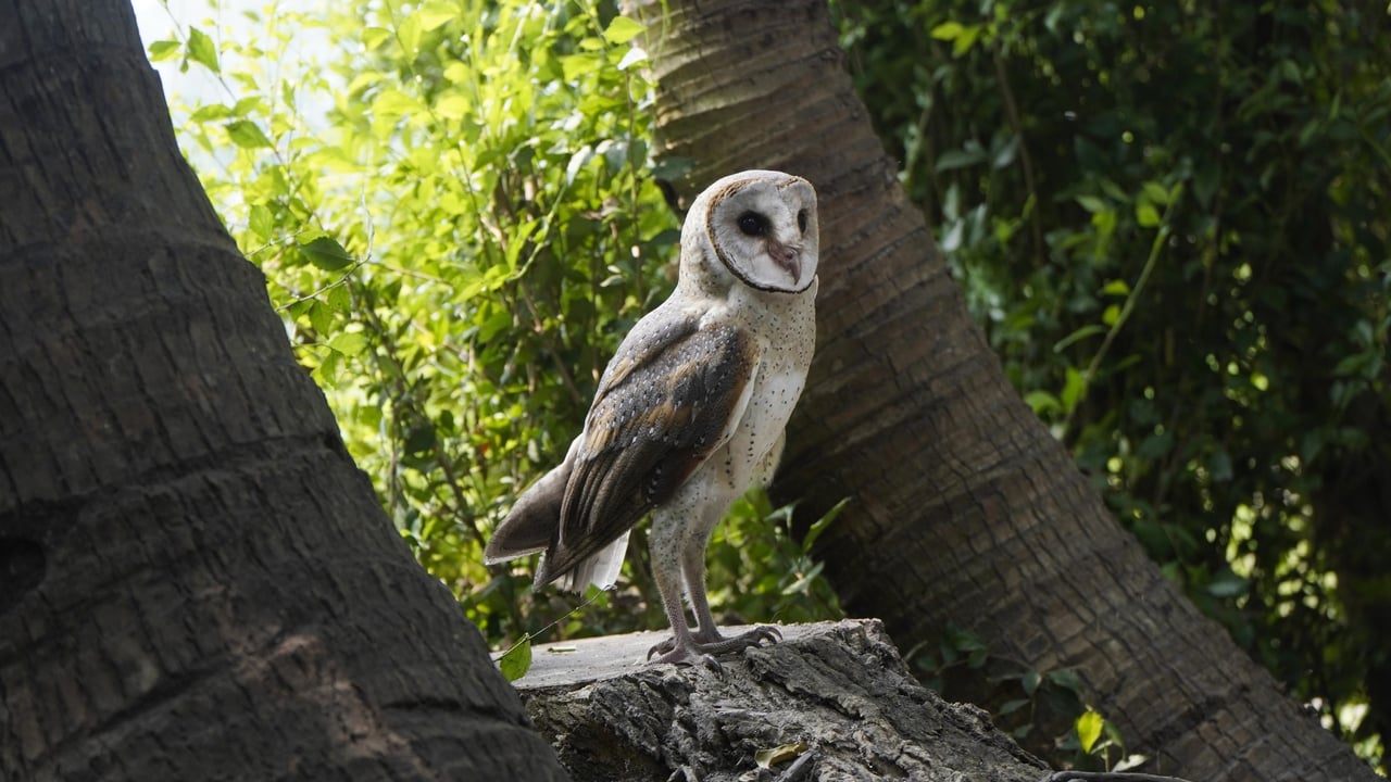 11 local authorities worked on projects to protect the Barn Owl in 2025 supported by the Local Biodiversity Action Fund 