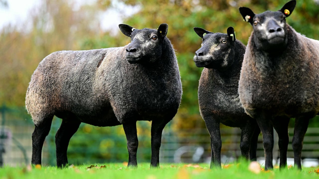 A selection of the females on offer this weekend on the Little Whisker Dispersal sale. Image: Alfie Shaw