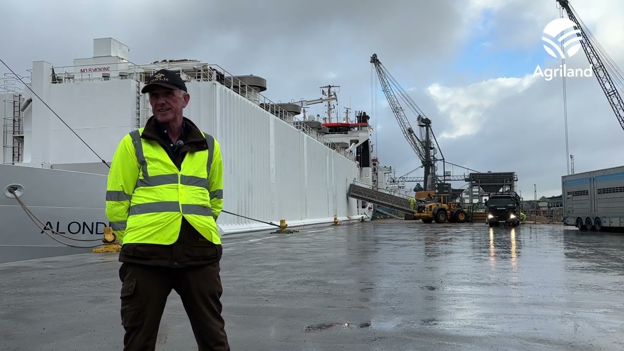 Shipping 1,600 cows from Waterford to Algeria