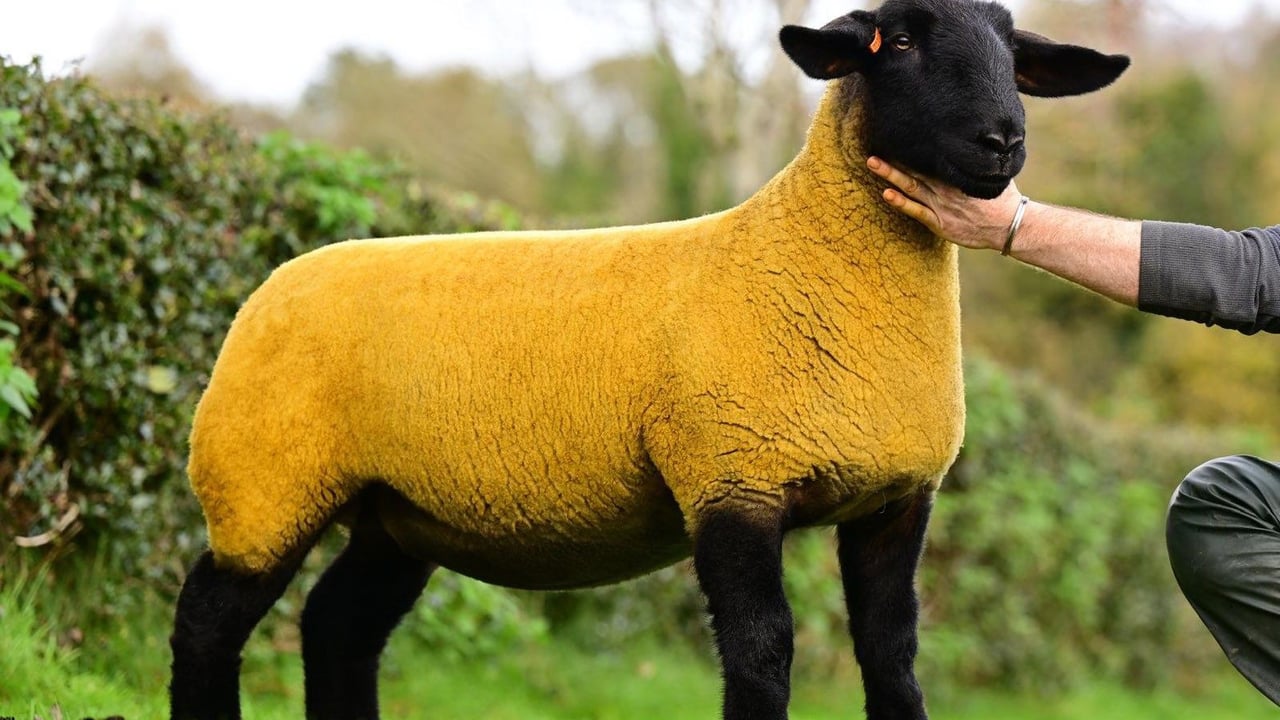 Lot 11 from the Bessiebell flock that sold for 13,000gns
Source: Alfie Shaw