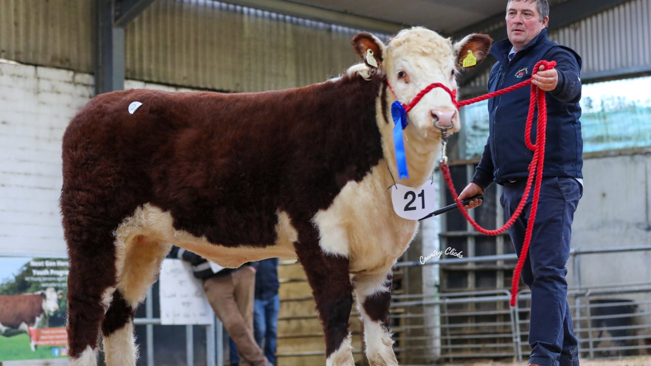 Lot 21 Glaslough Crystal 2 HH sold for the top price of €5,900. Pictured with breeder Nigel Heatrick