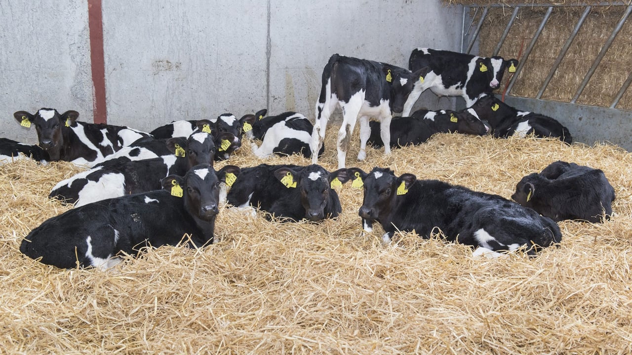 Content, well-cared-for calves - a reminder that healthy calves today build a more profitable herd tomorrow. Source. Animal Health Ireland 
