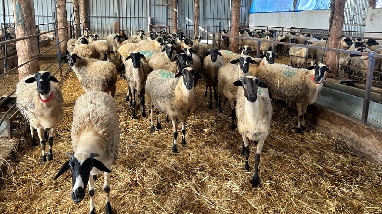 Many farms across Greece have lost their entire flocks of sheep and goats to the pox diseases, but the sheep on Avdanas farm remain healthy