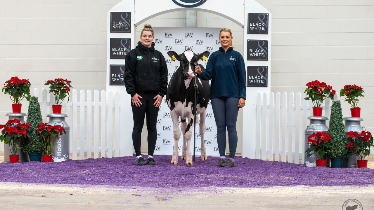 Evening Dropbox Boom Boom who sold for 7,000gns. Source: Harrison & Hetherington Ltd / Photography by Tara.