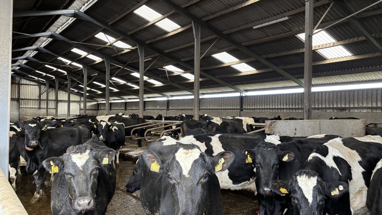 Listen: Pushing 580kg/MS in a Wicklow winter milking herd