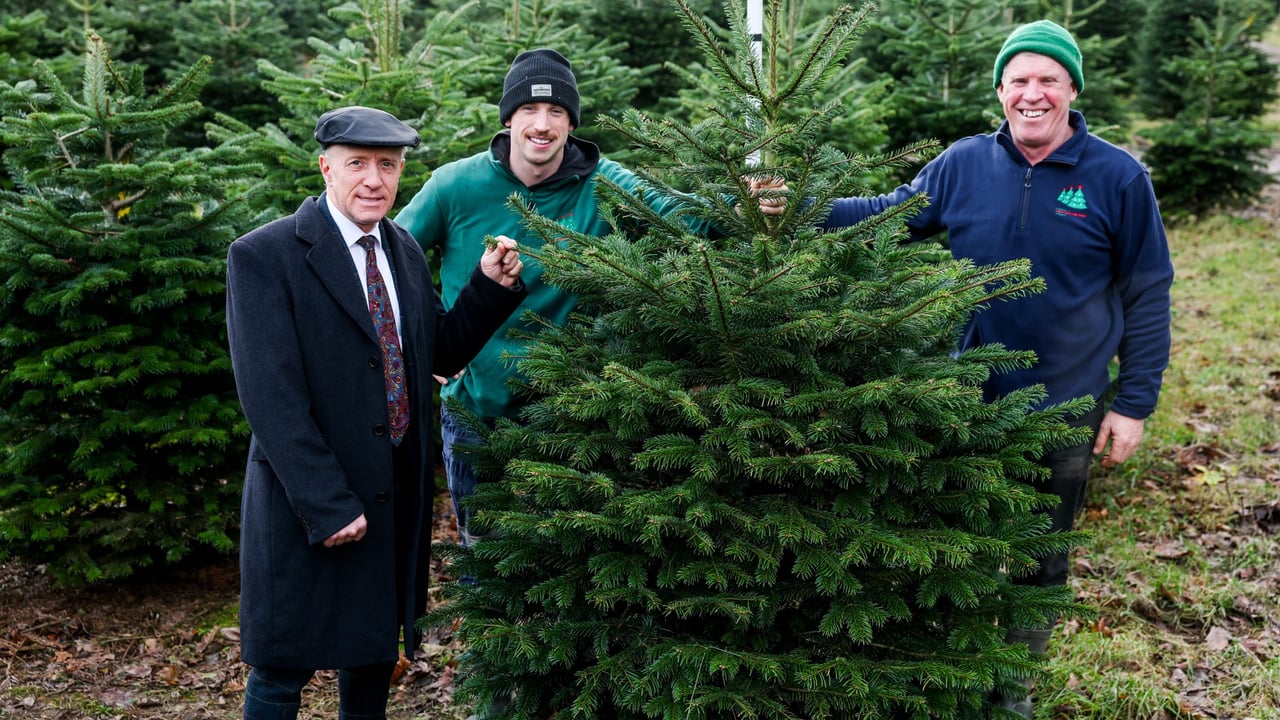 Encouraging people to buy Irish Christmas trees, Minister of State with responsibility for Forestry, Farm Safety and Horticulture Michael Healy-Rae TD, visited Kelleher’s Christmas Tree Farm in Kildare where he met two generations of Christmas tree farmers, Darragh Kelleher (left) and his father Martin (right). Photo by Maxwell Photography. 

