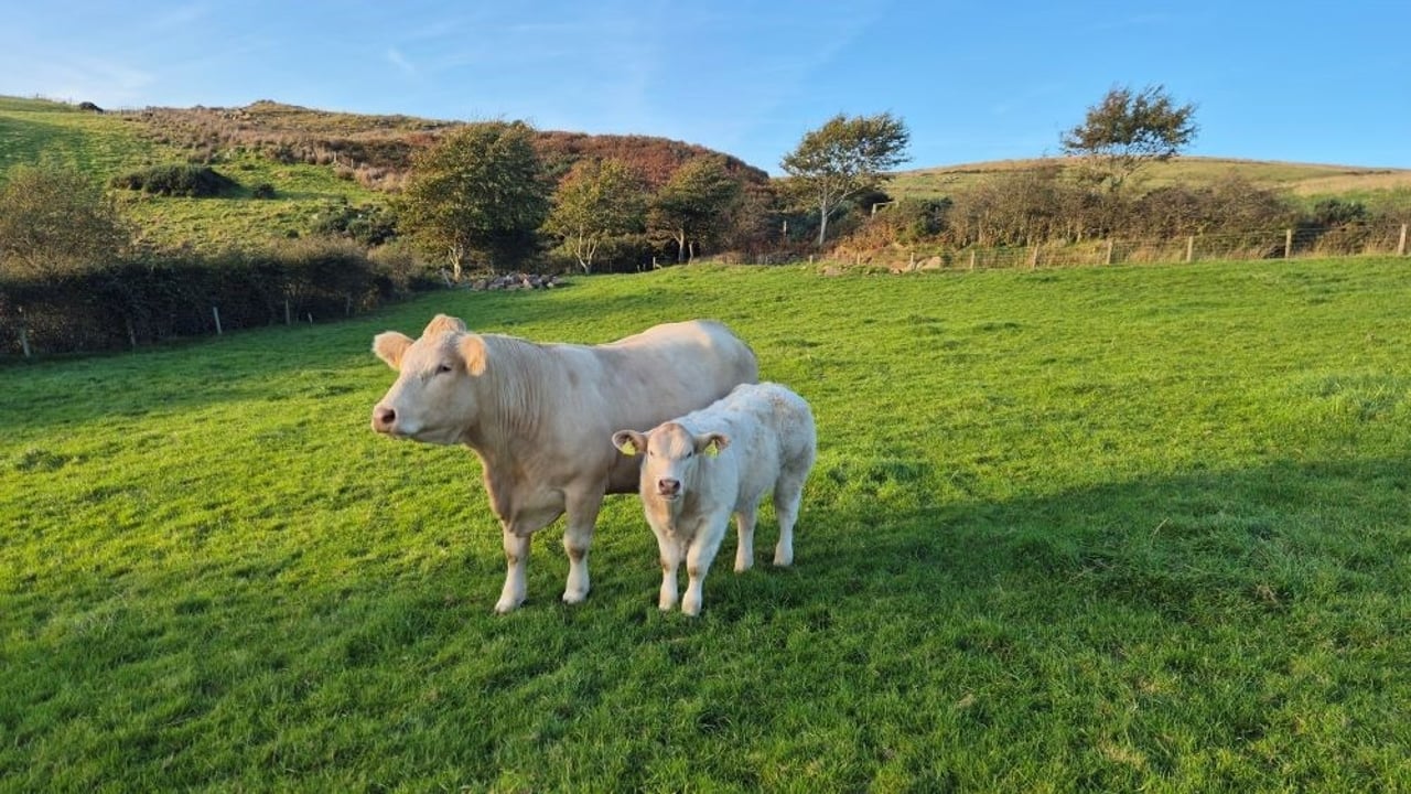 An understanding of the myostatin gene can help producers to make informed decisions about their suckler herd breeding programme