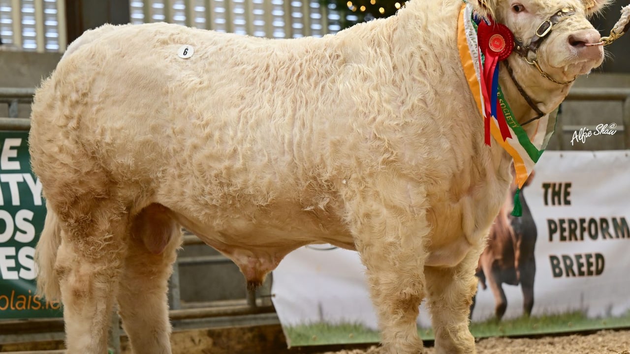 Senior Champion at the Christmas Cracker sale, Rosanna Van Gogh who sold for €15,500. Source: The Irish Charolais Cattle Society.