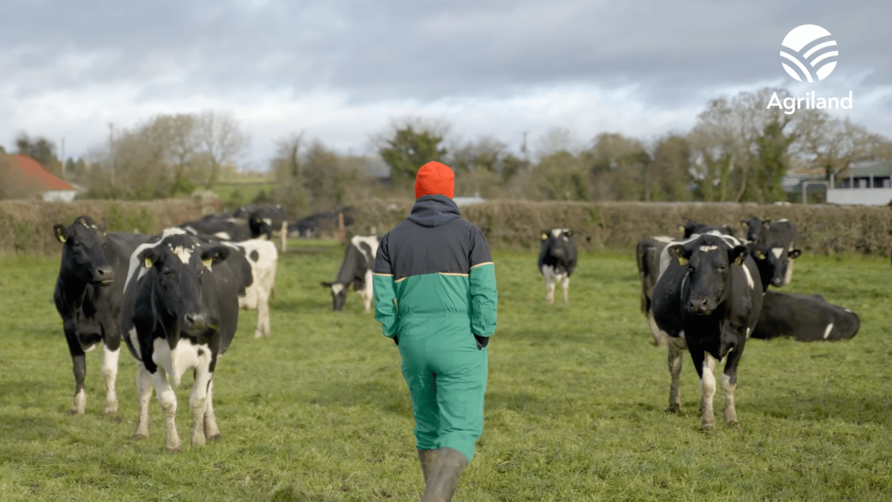 Finishing out the grazing rotation with an award-winning herd in Co. Tipperary