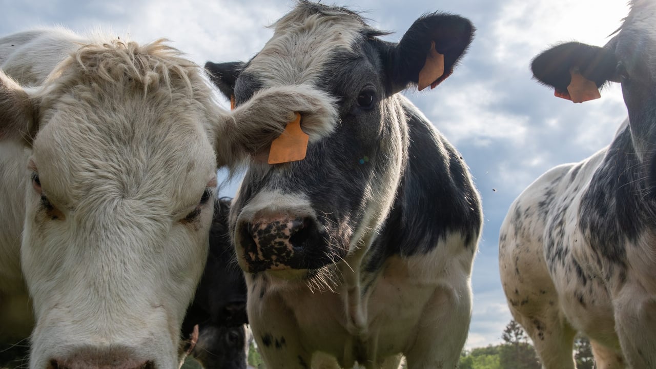 Dairy-beef production 'set to grow' across the globe - AHDB