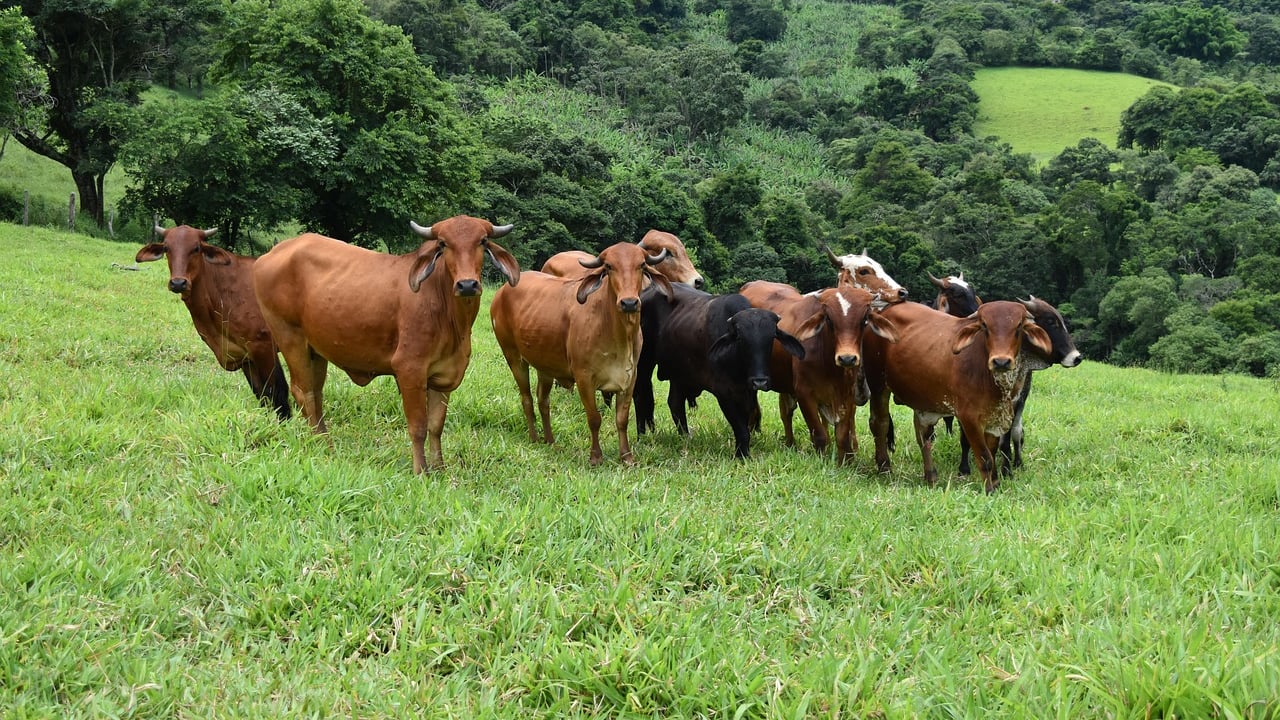 Brazilian cattle out on pasture. 