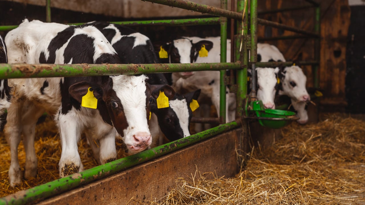 How can good ventilation improve calf welfare?