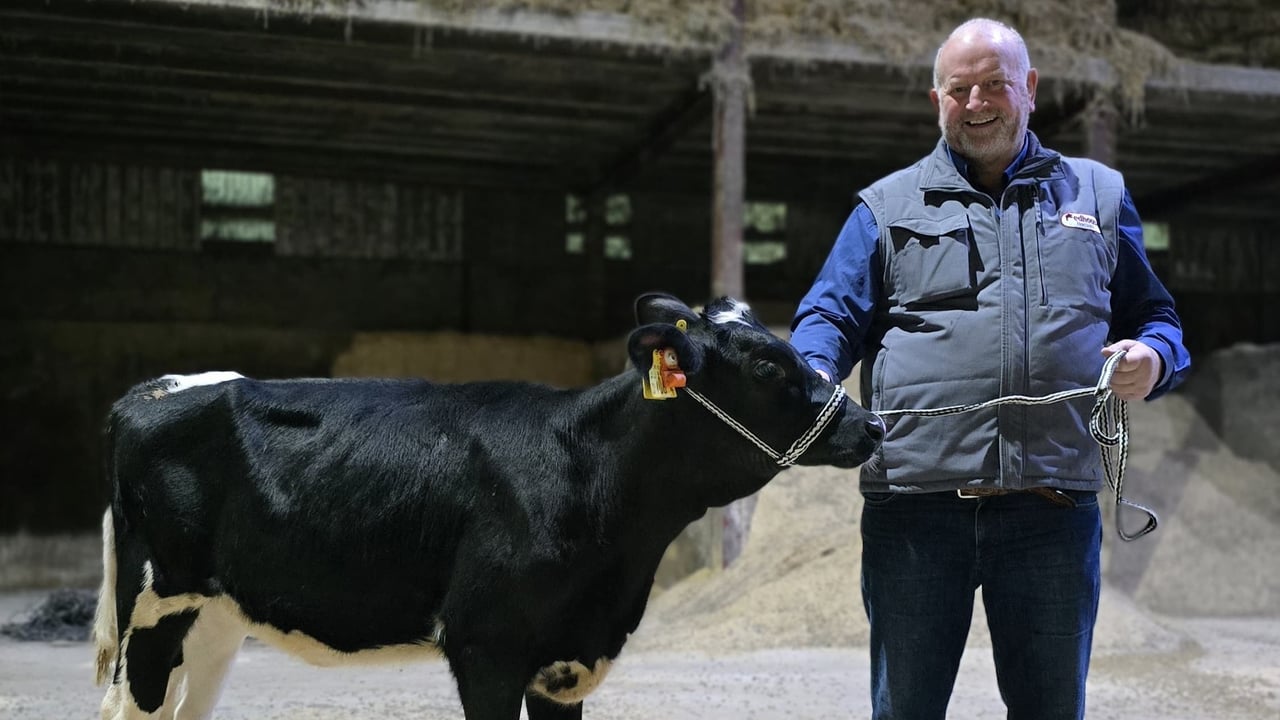 Alan Irwin, from Redhouse Holsteins, with the elite heifer calf that will be auctioned for charity at the upcoming open day