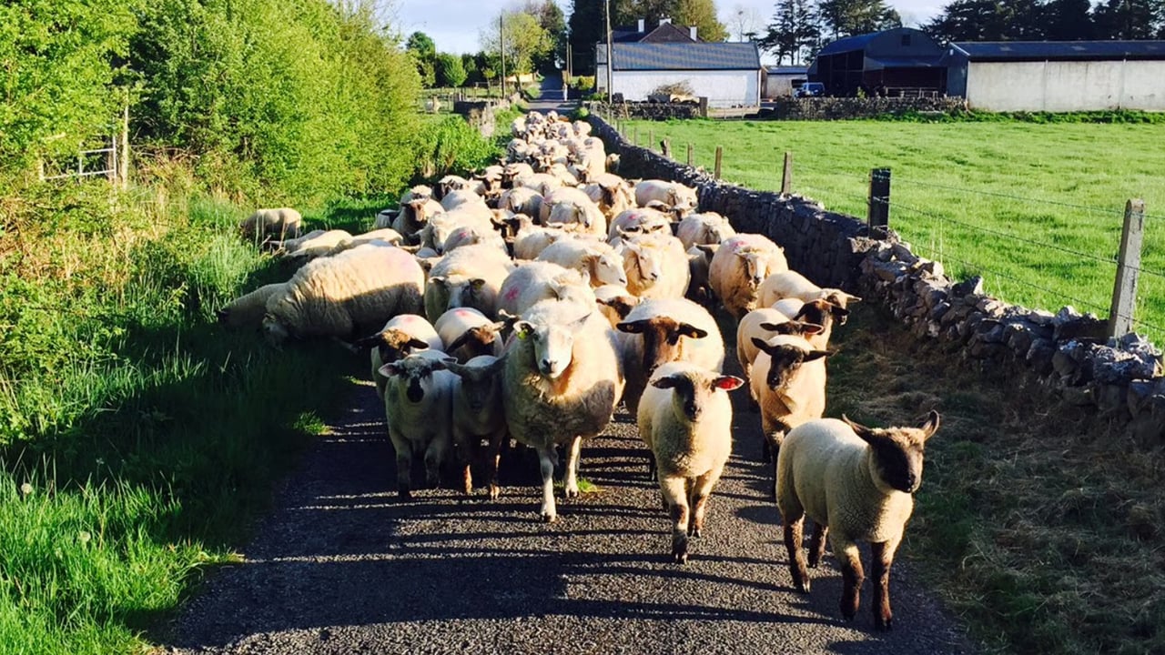 Sheep Ireland confident updated evaluations will deliver gains