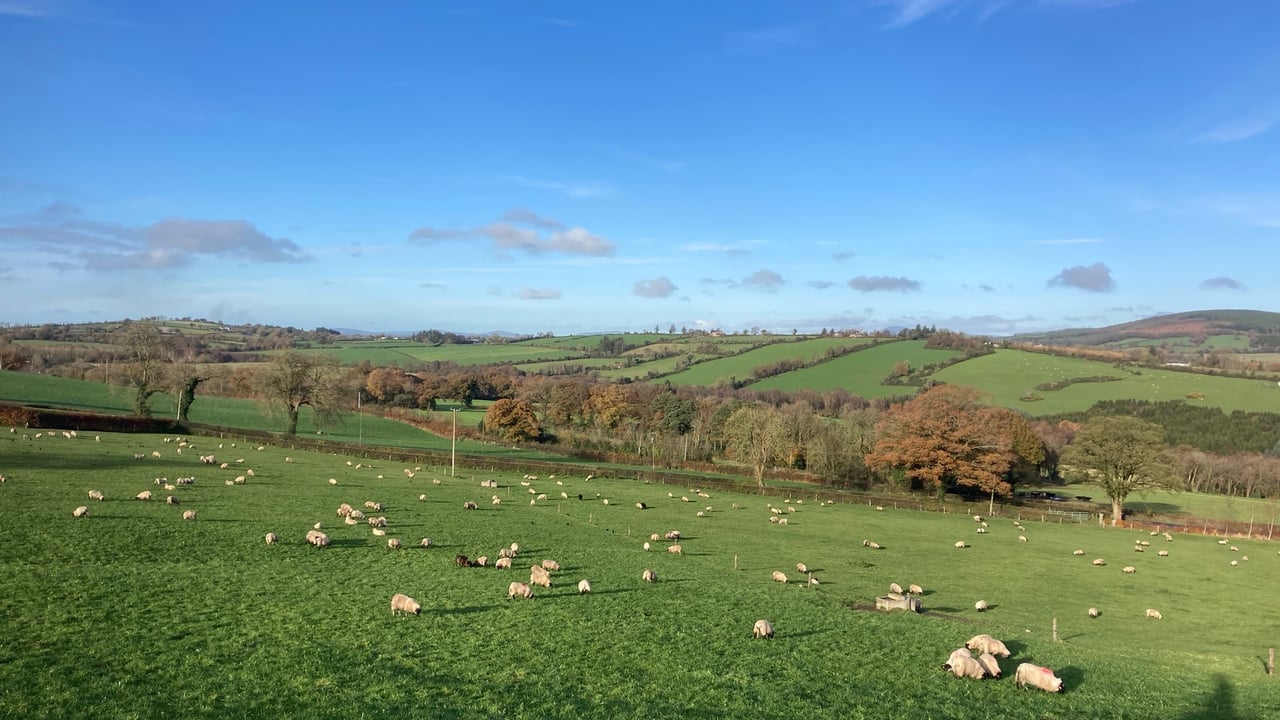 What has store lamb performance been like at ABP Demo Farm?