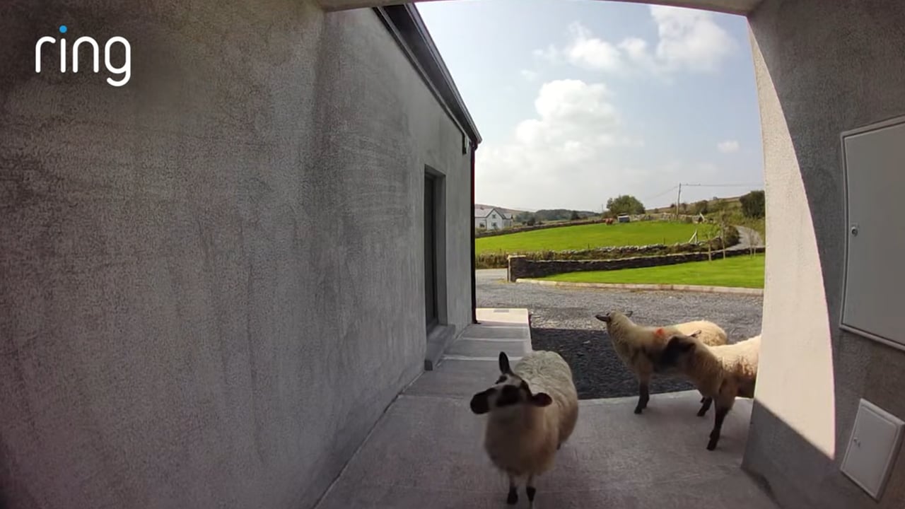 Watch: Escaped flock of sheep pay Mayo homeowner a surprise visit