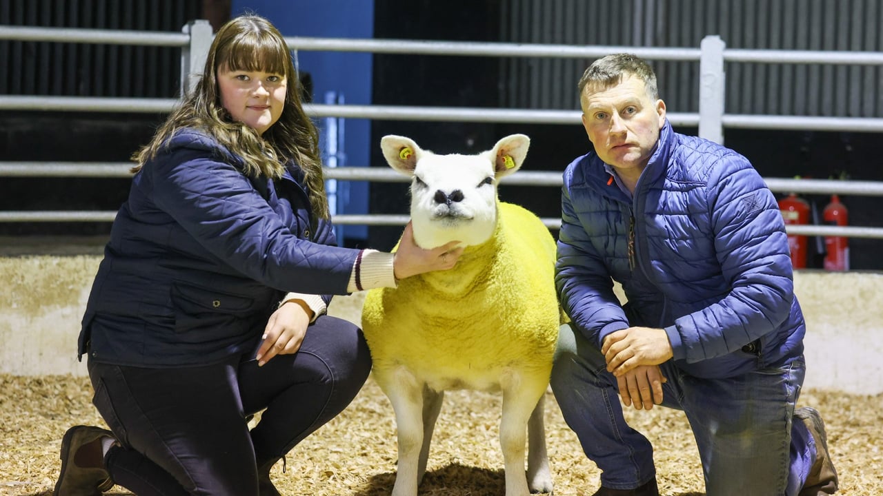 Knockhill flock progeny breaks national record at Tullow sale